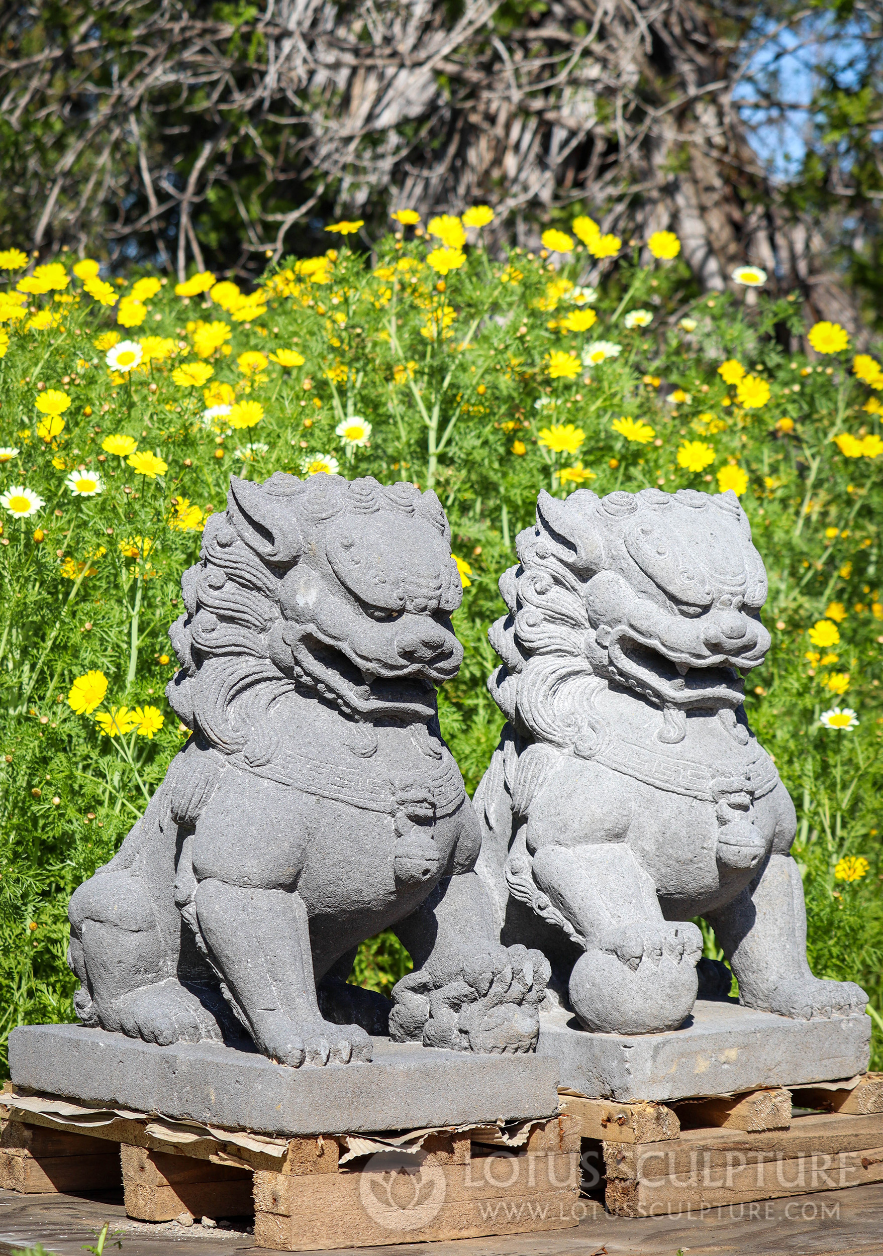 Foo Dog Statues or Guardian Shishi Lions Hand Carved for Gateways & Gardens 24"